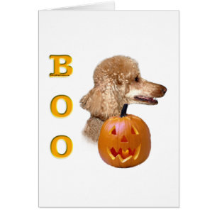 Boo de caniche recouvert d'abricot