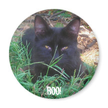 BOO! SCHWARZE KITTENTSCHEIDUNG