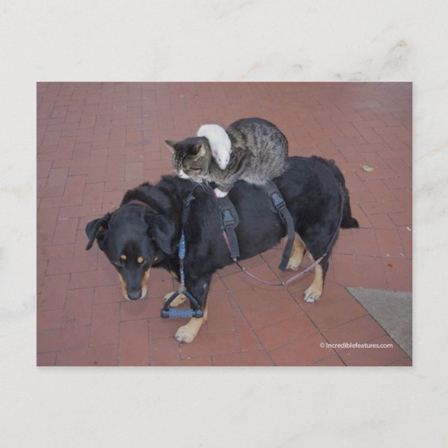 Booger, Kitty und Mousey auf der Staat Street Postkarte (Vorderseite)