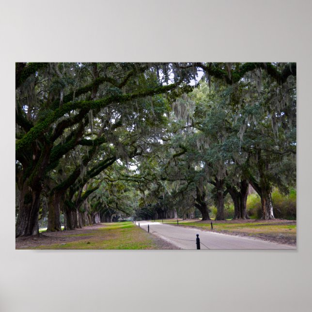 Boone Hall Avenue Oaks in South Carolina Poster (Vorne)