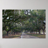 Boone Hall Plantation Avenue of Oaks