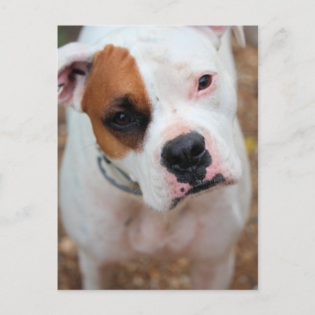 Boop Postkarte (Vorderseite)