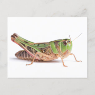 Boopie Grasshopper Foto Postkarte