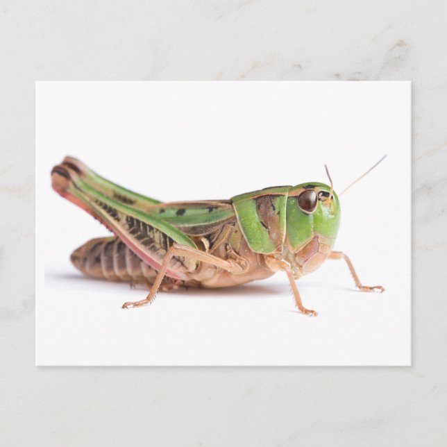 Boopie Grasshopper Foto Postkarte (Vorderseite)