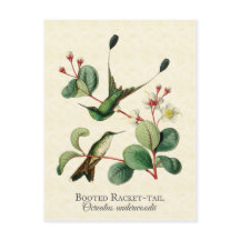 Booster Racket Schwanz Hummingbirds Art Postkarte