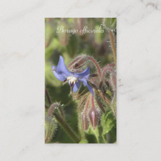Borago officinalis blaue Blumennahaufnahme Visitenkarte