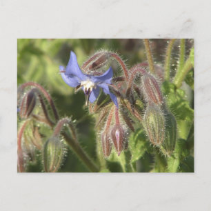 Borago officinalis Blume Postkarte