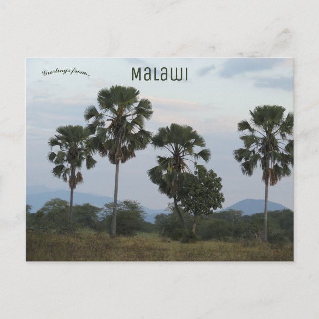 Borassus Aethiopum Palm im Camp Mvuu in Malawi Postkarte (Vorderseite)