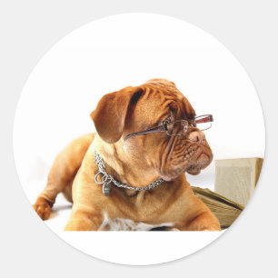 Bordeaux Mastiff, französischer Mastiff Bordeauxdo Runder Aufkleber