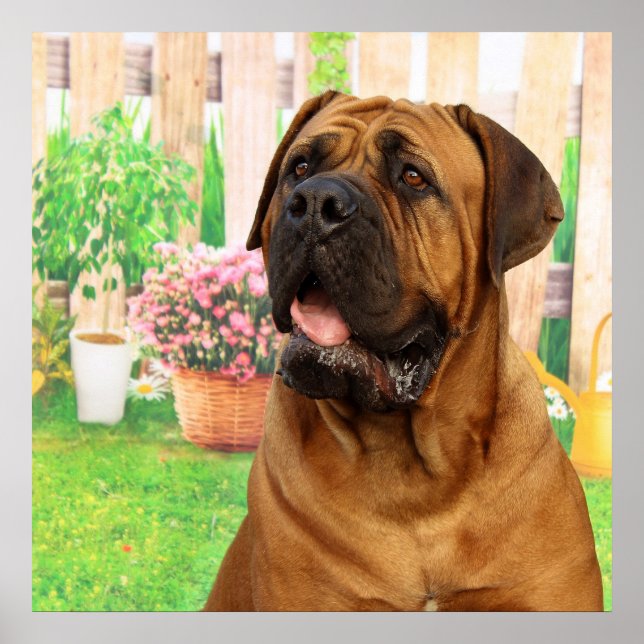 Bordeaux Mastiff Poster (Vorne)
