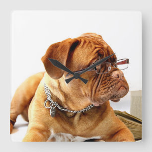 Bordeauxdog Quadratische Wanduhr