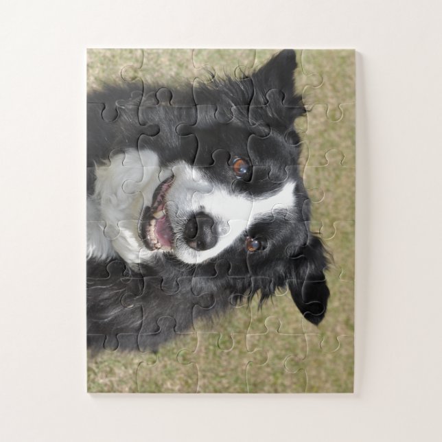 Border Collie (Vertikal)