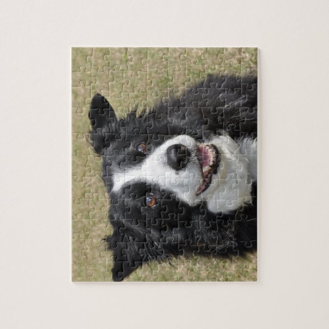 Border Collie (Vertikal)