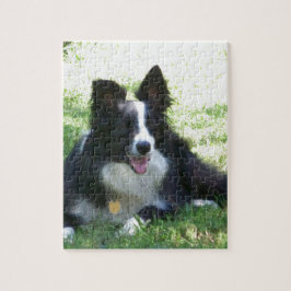 Border-Collie