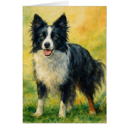 Border Collie