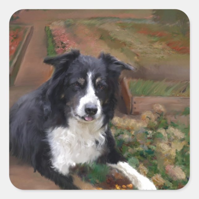 Border Collie 2 Quadratischer Aufkleber (Vorderseite)