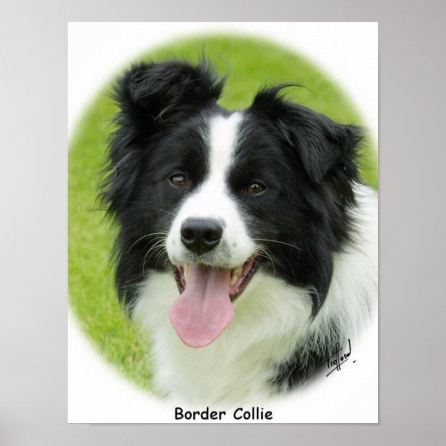 Border Collie 9A14D-25 Poster (Vorne)