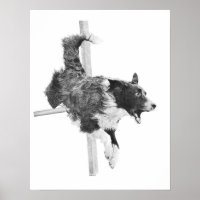 Border Collie Agility Dog Canine Art Dog Zeichnend