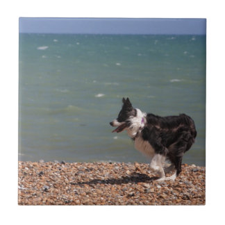 Border-Collie am Strand Fliese
