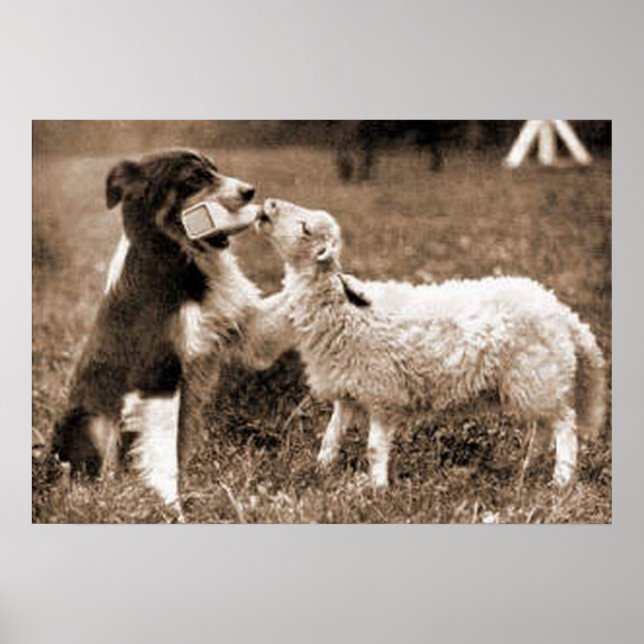 "Border Collie and Lamb"~Poster Poster (Vorne)