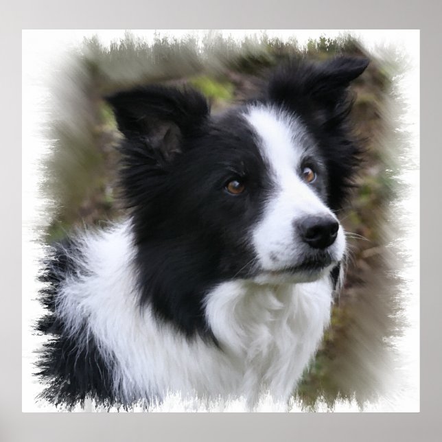 Border Collie Art Poster (Vorne)