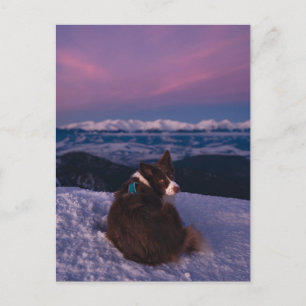 Border Collie auf schneebedecktem Berggipfel bei S Postkarte
