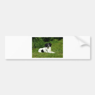 Border Collie Autoaufkleber