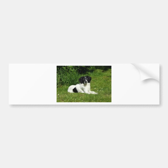 Border Collie Autoaufkleber (Vorne)