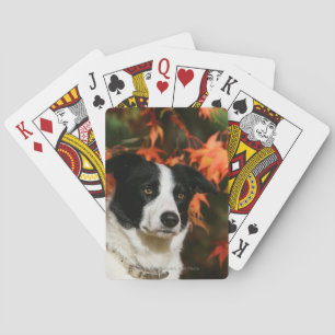 Border Collie Autumn Headshot Spielkarten