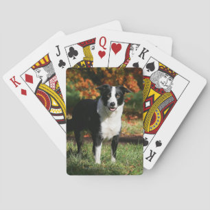 Border Collie Autumn Standing Spielkarten