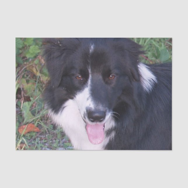 Border_Collie_b-w Seidenpapier (Vorderseite)