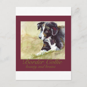 Border Collie Beauty and Brains Postkarte