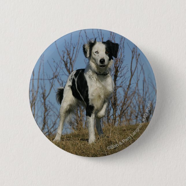 Border-Collie-Bein angehoben Button (Vorderseite)