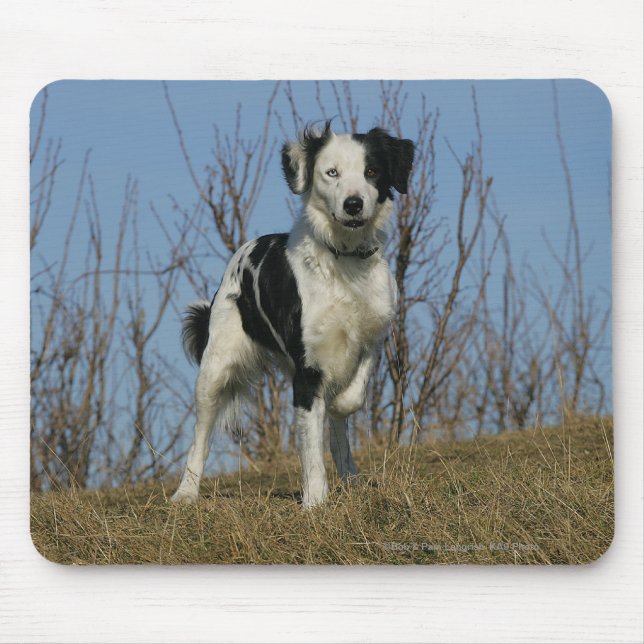 Border-Collie-Bein angehoben Mousepad (Vorne)