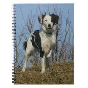 Border-Collie-Bein angehoben Notizblock
