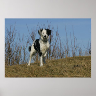 Border-Collie-Bein angehoben Poster