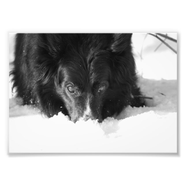 Border Collie Black and White Foto (Vorne)