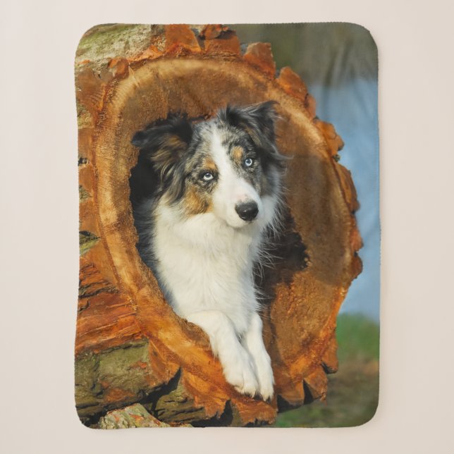 Border-Collie blaue Merle Hundekopf-Fotografie an Sherpadecke (Vorderseite)