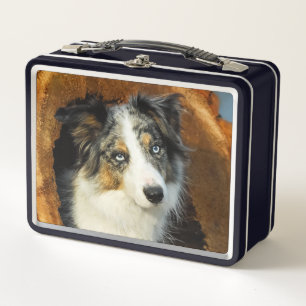 Border Collie Blue Merle Dog Head Fotografie Pet Metall Brotdose