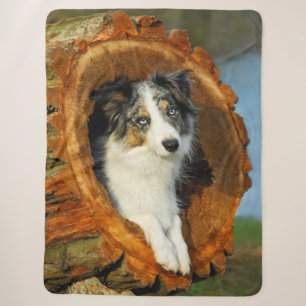 Border Collie Blue Merle Dog Head Fotografie Pet Sherpadecke