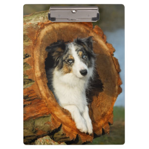 Border Collie Blue Merle Dog Portrait Foto - on Klemmbrett