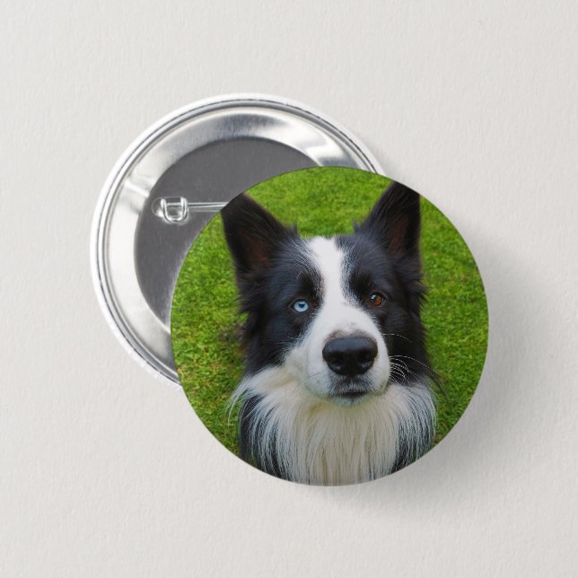 Border Collie Button (Vorne & Hinten)