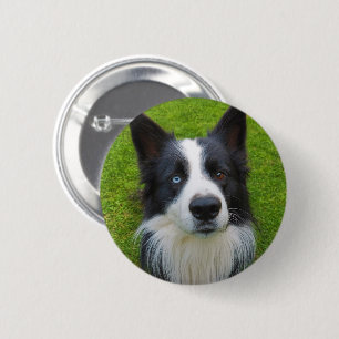 Border Collie Button