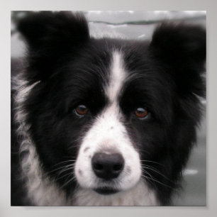 Border Collie Canvas Print Poster