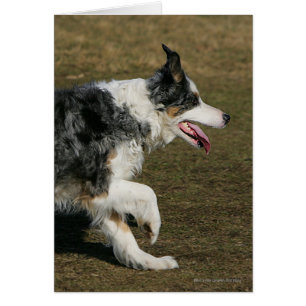 Border collie courant 1