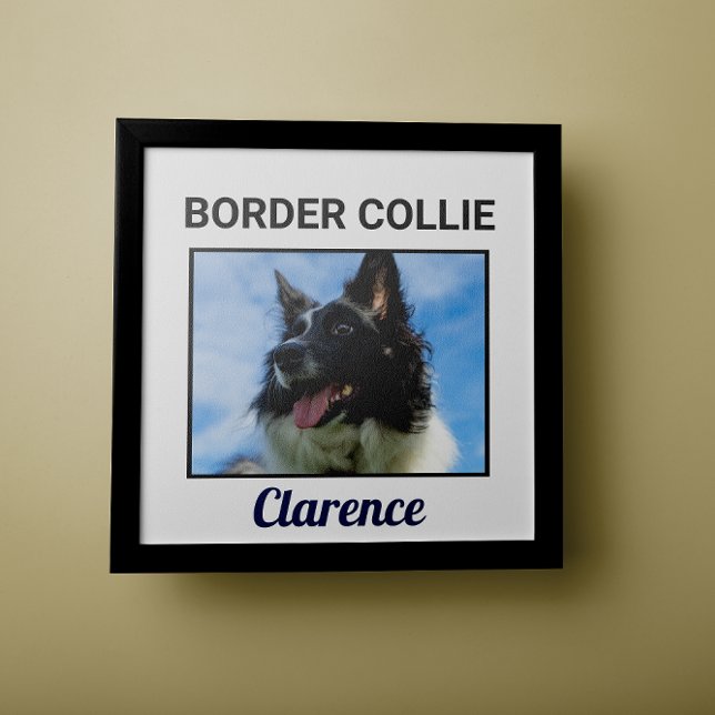 Border Collie Custom Doster Poster (Von Creator hochgeladen)