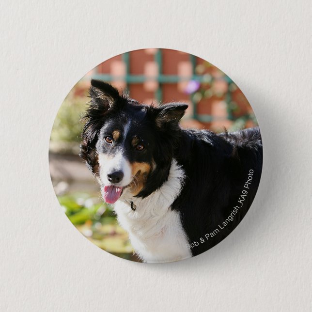 Border-Collie, die 1 keucht Button (Vorderseite)