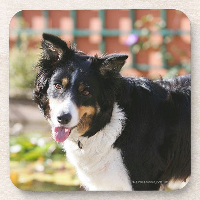 Border-Collie, die 1 keucht Getränkeuntersetzer (Vorderseite)