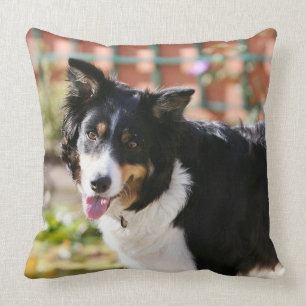 Border-Collie, die 1 keucht Kissen