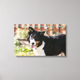 Border-Collie, die 1 keucht Leinwanddruck